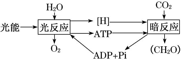 光反应暗反应流程图图片